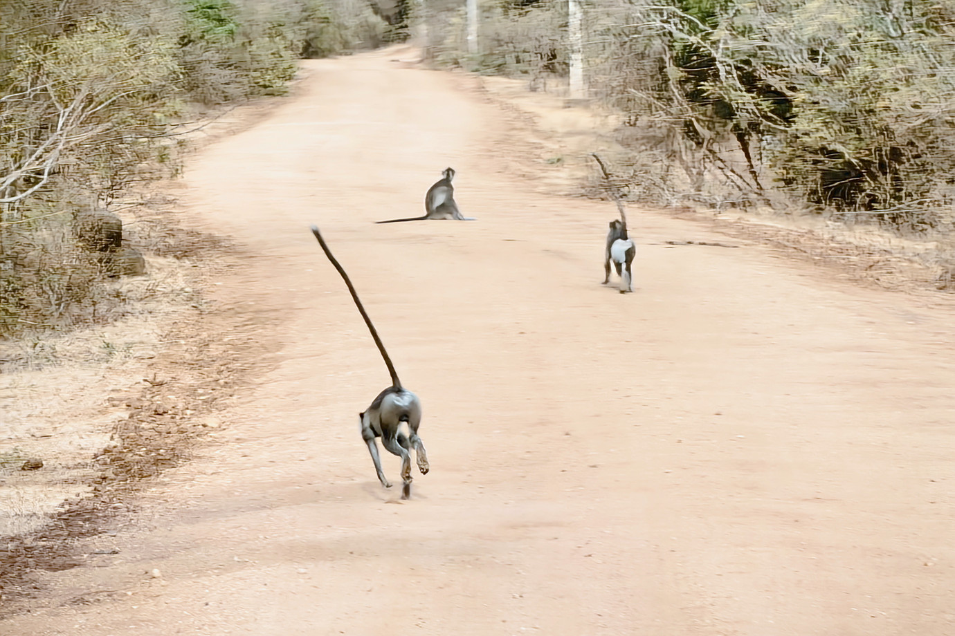 斯里蘭卡-雅拉國家公園 Yala National Park (動物之旅)